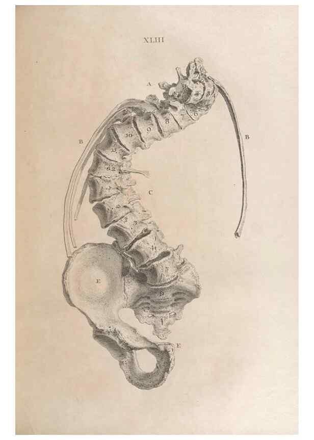 Reproducción/Reproduction 48832979067: Osteographia, or the Anatomy of the Bones.. London,1733.. 