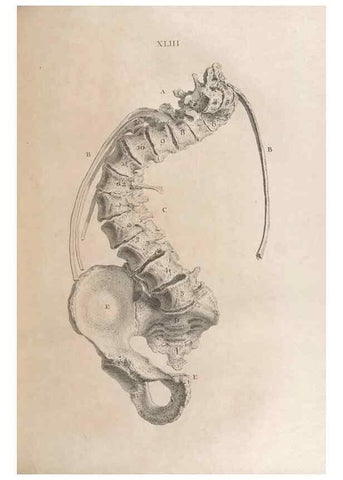 Reproducción/Reproduction 48832979067: Osteographia, or the Anatomy of the Bones.. London,1733.. 