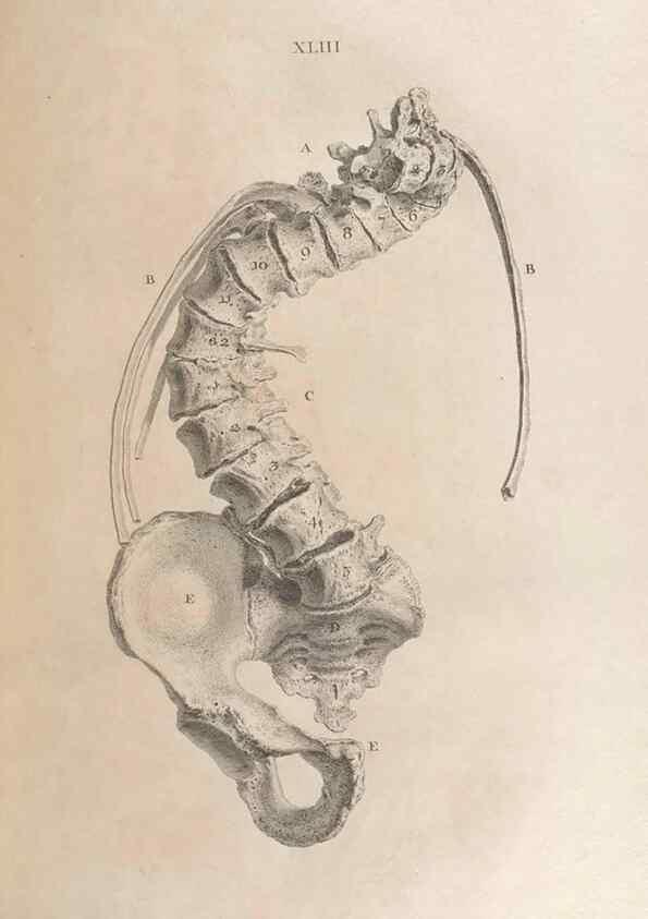 Reproducción/Reproduction 48832979067: Osteographia, or the Anatomy of the Bones.. London,1733.. 