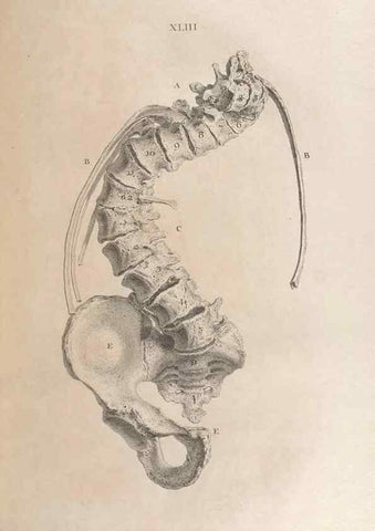 Reproducción/Reproduction 48832979067: Osteographia, or the Anatomy of the Bones.. London,1733.. 