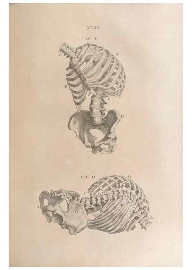 Reproducción/Reproduction 48832442828: Osteographia, or the Anatomy of the Bones.. London,1733.. 