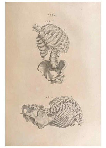 Reproducción/Reproduction 48832442828: Osteographia, or the Anatomy of the Bones.. London,1733.. 