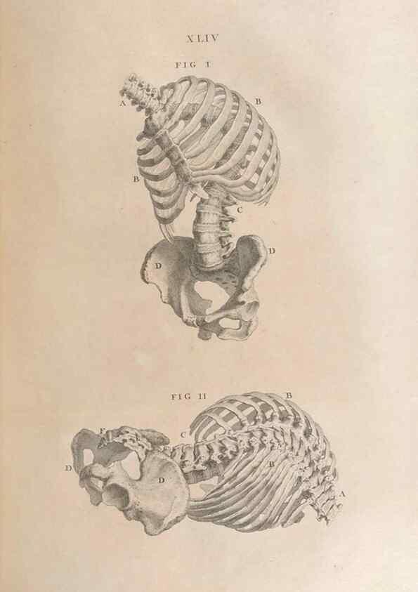 Reproducción/Reproduction 48832442828: Osteographia, or the Anatomy of the Bones.. London,1733.. 