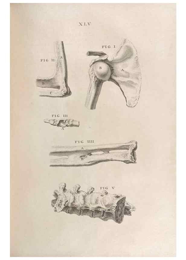 Reproducción/Reproduction 48832809151: Osteographia, or the Anatomy of the Bones.. London,1733.. 