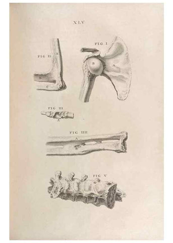Reproducción/Reproduction 48832809151: Osteographia, or the Anatomy of the Bones.. London,1733.. 