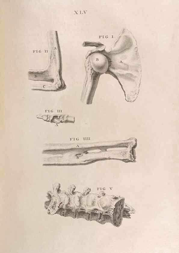 Reproducción/Reproduction 48832809151: Osteographia, or the Anatomy of the Bones.. London,1733.. 