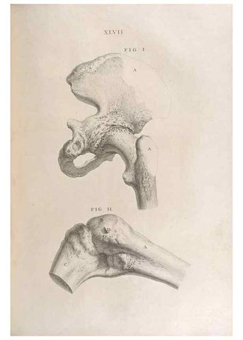 Reproducción/Reproduction 48832980522: Osteographia, or the Anatomy of the Bones.. London,1733.. 