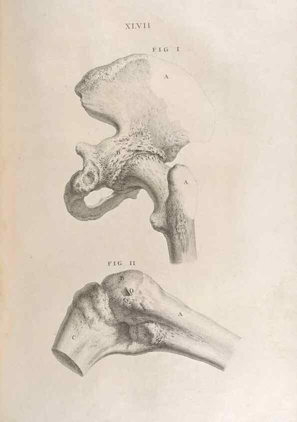 Reproducción/Reproduction 48832980522: Osteographia, or the Anatomy of the Bones.. London,1733.. 
