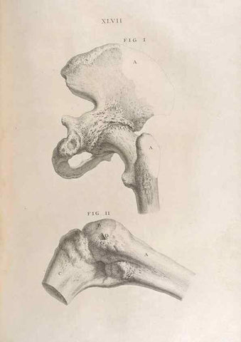 Reproducción/Reproduction 48832980522: Osteographia, or the Anatomy of the Bones.. London,1733.. 