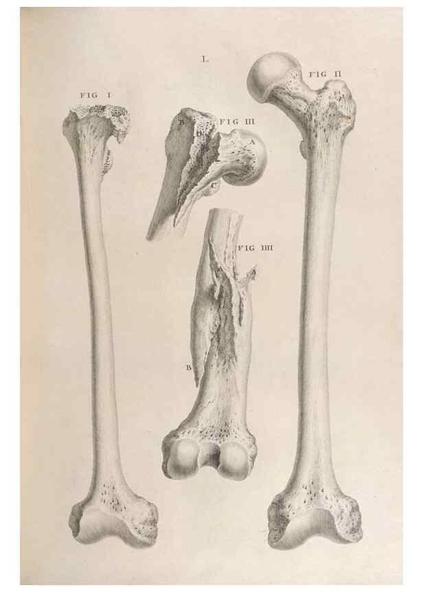 Reproducción/Reproduction 48832811051: Osteographia, or the Anatomy of the Bones.. London,1733.. 