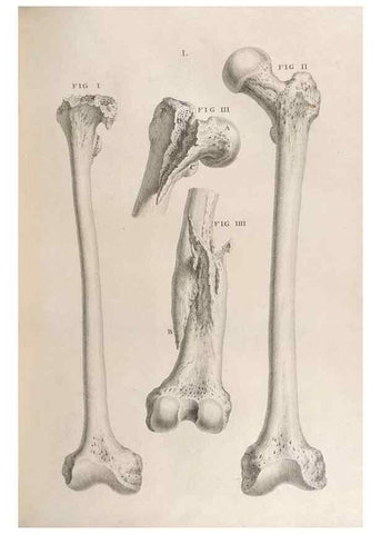 Reproducción/Reproduction 48832811051: Osteographia, or the Anatomy of the Bones.. London,1733.. 