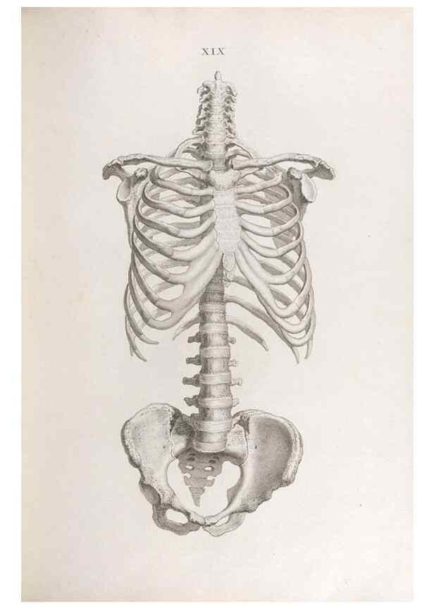 Reproducción/Reproduction 48832989982: Osteographia, or the Anatomy of the Bones.. London,1733.. 