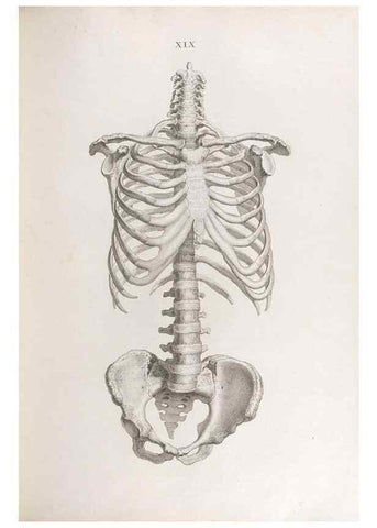 Reproducción/Reproduction 48832989982: Osteographia, or the Anatomy of the Bones.. London,1733.. 