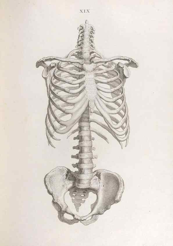 Reproducción/Reproduction 48832989982: Osteographia, or the Anatomy of the Bones.. London,1733.. 
