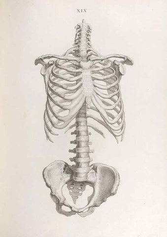 Reproducción/Reproduction 48832989982: Osteographia, or the Anatomy of the Bones.. London,1733.. 