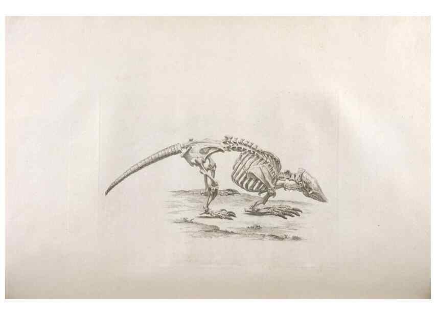 Reproducción/Reproduction 48832426303: Osteographia, or the Anatomy of the Bones.. London,1733.. 