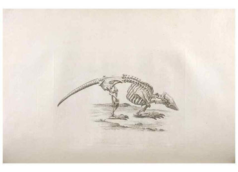 Reproducción/Reproduction 48832426303: Osteographia, or the Anatomy of the Bones.. London,1733.. 