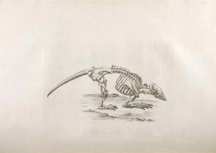 Reproducción/Reproduction 48832426303: Osteographia, or the Anatomy of the Bones.. London,1733.. 