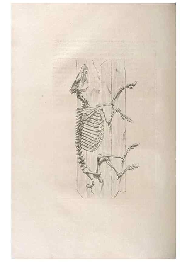 Reproducción/Reproduction 48832962182: Osteographia, or the Anatomy of the Bones.. London,1733.. 