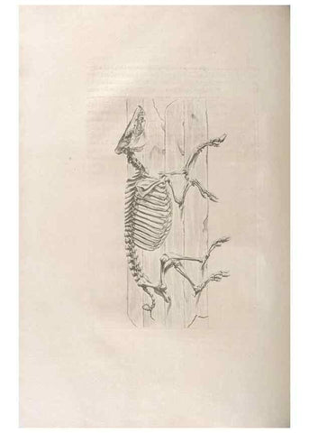 Reproducción/Reproduction 48832962182: Osteographia, or the Anatomy of the Bones.. London,1733.. 