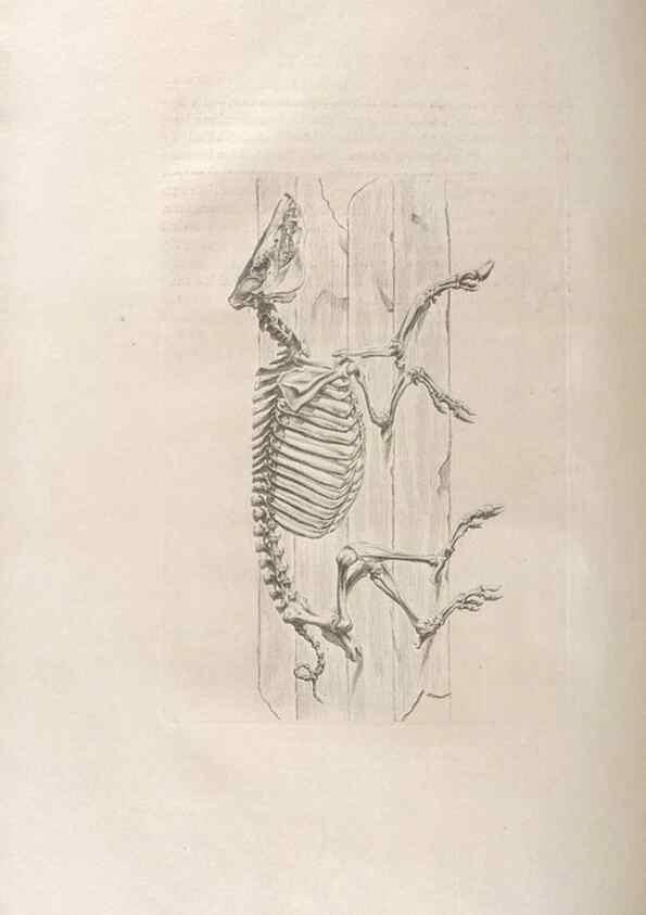 Reproducción/Reproduction 48832962182: Osteographia, or the Anatomy of the Bones.. London,1733.. 