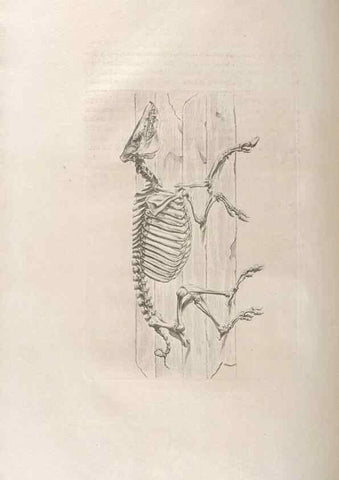 Reproducción/Reproduction 48832962182: Osteographia, or the Anatomy of the Bones.. London,1733.. 