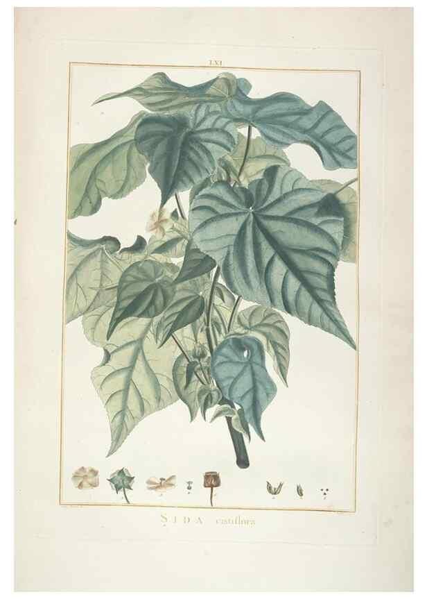 Reproducción/Reproduction 48826272868: Stirpes novae :. Parisiis :ex typographia Philippi-Dionysii Pierres,1784-85.. 