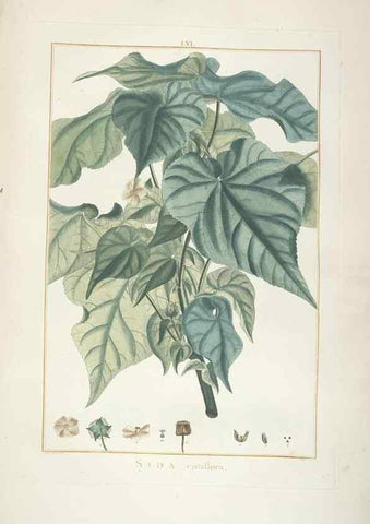 Reproducción/Reproduction 48826272868: Stirpes novae :. Parisiis :ex typographia Philippi-Dionysii Pierres,1784-85.. 