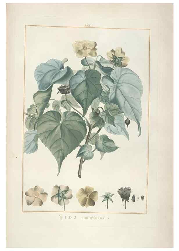 Reproducción/Reproduction 48826273298: Stirpes novae :. Parisiis :ex typographia Philippi-Dionysii Pierres,1784-85.. 