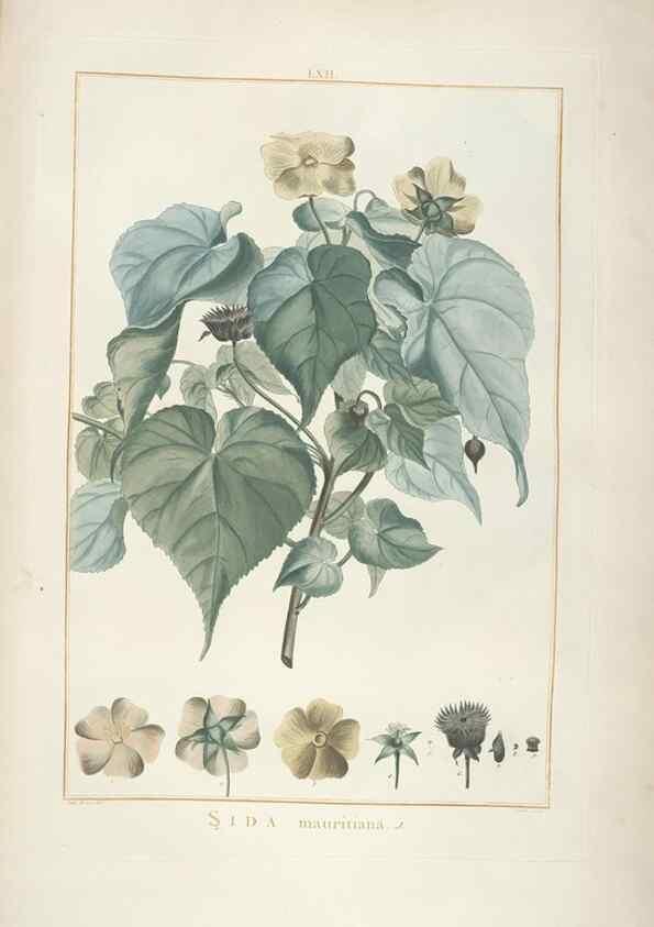Reproducción/Reproduction 48826273298: Stirpes novae :. Parisiis :ex typographia Philippi-Dionysii Pierres,1784-85.. 
