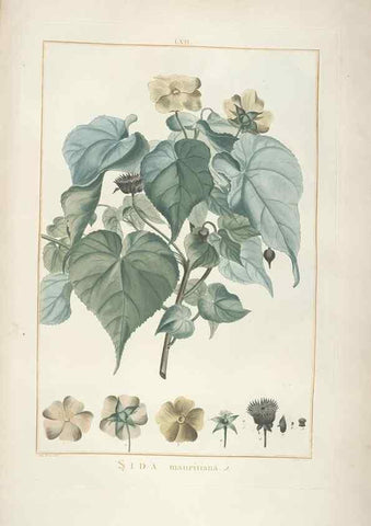 Reproducción/Reproduction 48826273298: Stirpes novae :. Parisiis :ex typographia Philippi-Dionysii Pierres,1784-85.. 