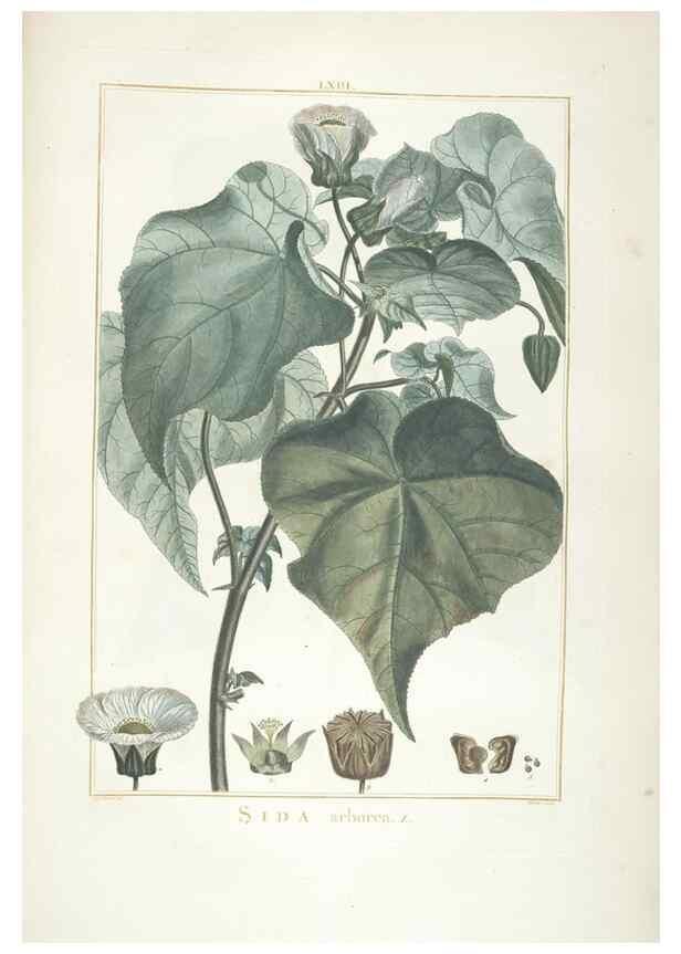 Reproducción/Reproduction 48826273738: Stirpes novae :. Parisiis :ex typographia Philippi-Dionysii Pierres,1784-85.. 