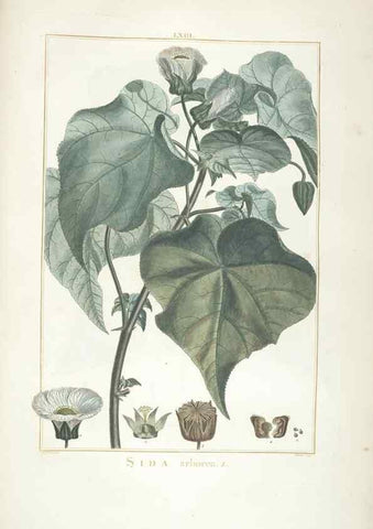 Reproducción/Reproduction 48826273738: Stirpes novae :. Parisiis :ex typographia Philippi-Dionysii Pierres,1784-85.. 