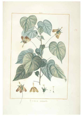 Reproducción/Reproduction 48826649811: Stirpes novae :. Parisiis :ex typographia Philippi-Dionysii Pierres,1784-85.. 