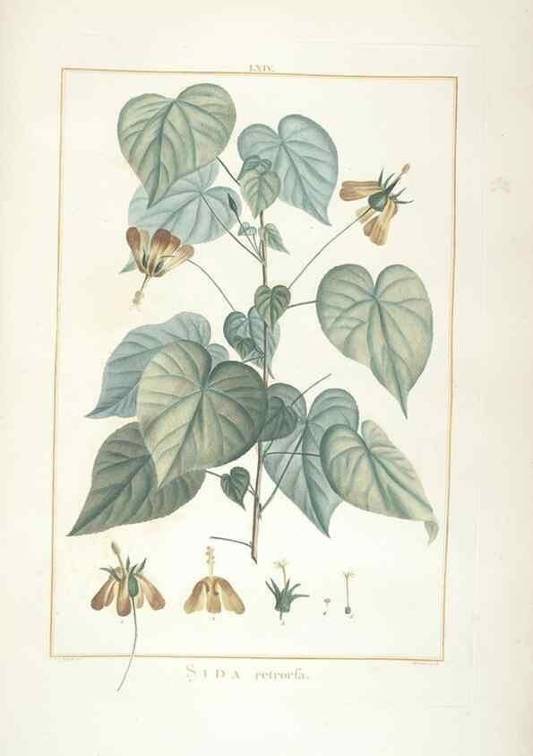 Reproducción/Reproduction 48826649811: Stirpes novae :. Parisiis :ex typographia Philippi-Dionysii Pierres,1784-85.. 