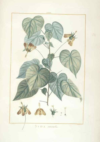 Reproducción/Reproduction 48826649811: Stirpes novae :. Parisiis :ex typographia Philippi-Dionysii Pierres,1784-85.. 