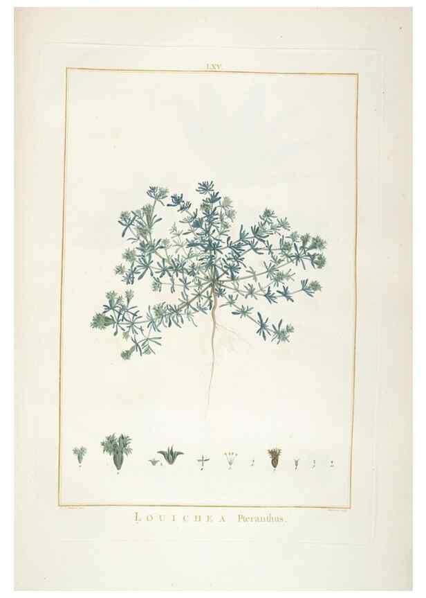Reproducción/Reproduction 48826274593: Stirpes novae :. Parisiis :ex typographia Philippi-Dionysii Pierres,1784-85.. 