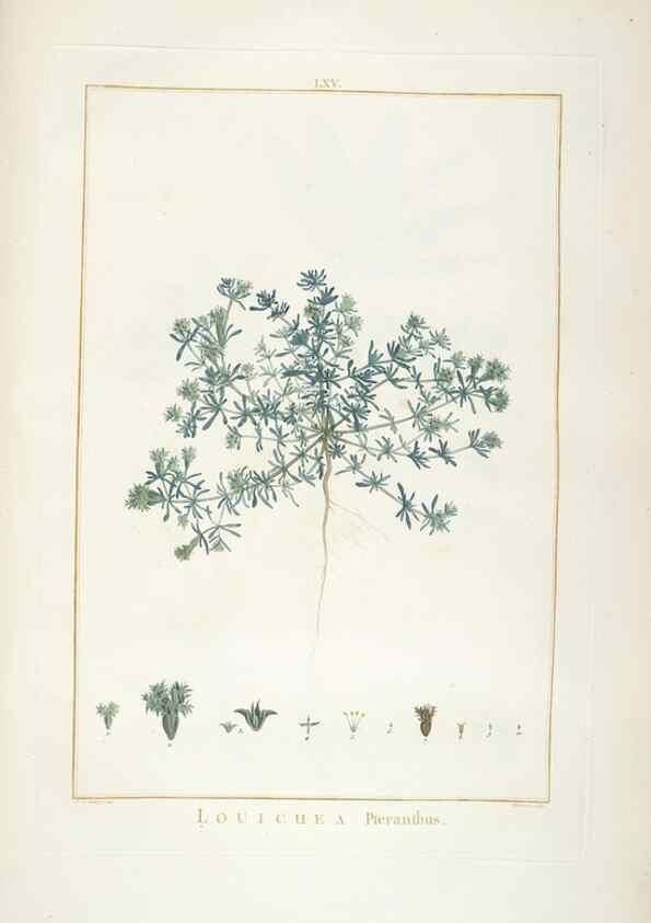 Reproducción/Reproduction 48826274593: Stirpes novae :. Parisiis :ex typographia Philippi-Dionysii Pierres,1784-85.. 