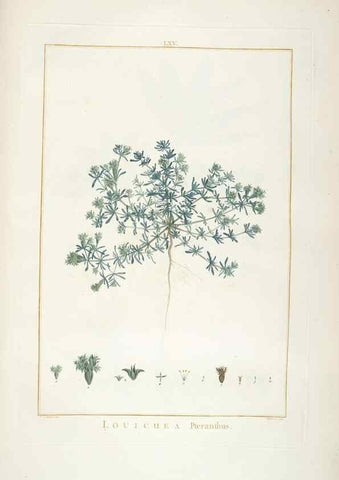 Reproducción/Reproduction 48826274593: Stirpes novae :. Parisiis :ex typographia Philippi-Dionysii Pierres,1784-85.. 