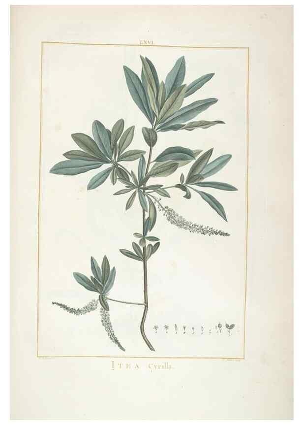 Reproducción/Reproduction 48826806772: Stirpes novae :. Parisiis :ex typographia Philippi-Dionysii Pierres,1784-85.. 