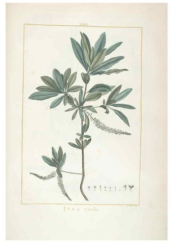 Reproducción/Reproduction 48826806772: Stirpes novae :. Parisiis :ex typographia Philippi-Dionysii Pierres,1784-85.. 