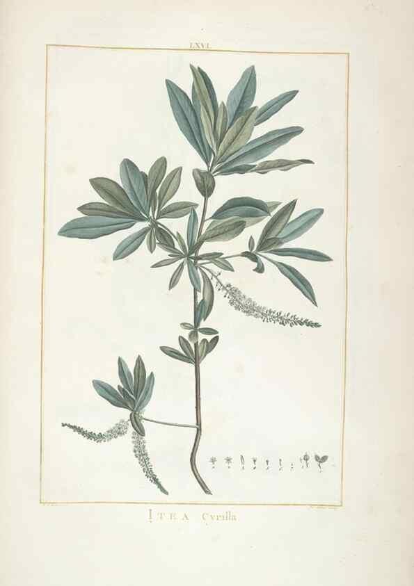 Reproducción/Reproduction 48826806772: Stirpes novae :. Parisiis :ex typographia Philippi-Dionysii Pierres,1784-85.. 