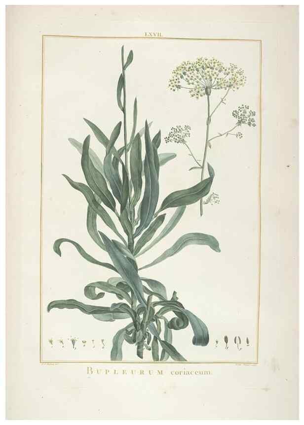 Reproducción/Reproduction 48826275468: Stirpes novae :. Parisiis :ex typographia Philippi-Dionysii Pierres,1784-85.. 