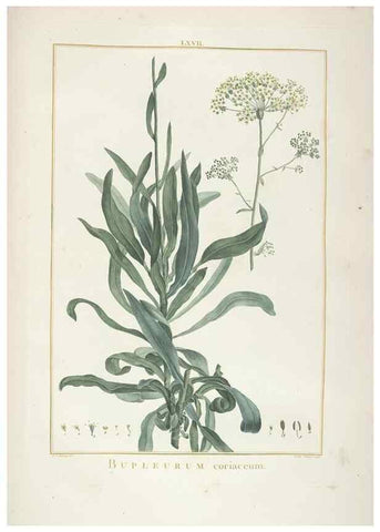 Reproducción/Reproduction 48826275468: Stirpes novae :. Parisiis :ex typographia Philippi-Dionysii Pierres,1784-85.. 