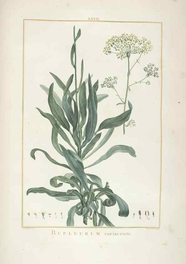 Reproducción/Reproduction 48826275468: Stirpes novae :. Parisiis :ex typographia Philippi-Dionysii Pierres,1784-85.. 