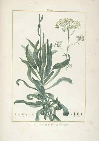 Reproducción/Reproduction 48826275468: Stirpes novae :. Parisiis :ex typographia Philippi-Dionysii Pierres,1784-85.. 