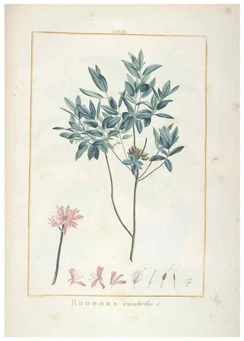 Reproducción/Reproduction 48826275873: Stirpes novae :. Parisiis :ex typographia Philippi-Dionysii Pierres,1784-85.. 