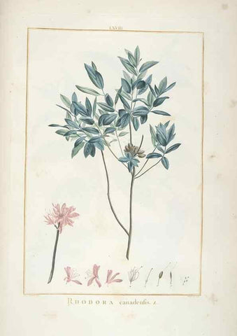 Reproducción/Reproduction 48826275873: Stirpes novae :. Parisiis :ex typographia Philippi-Dionysii Pierres,1784-85.. 
