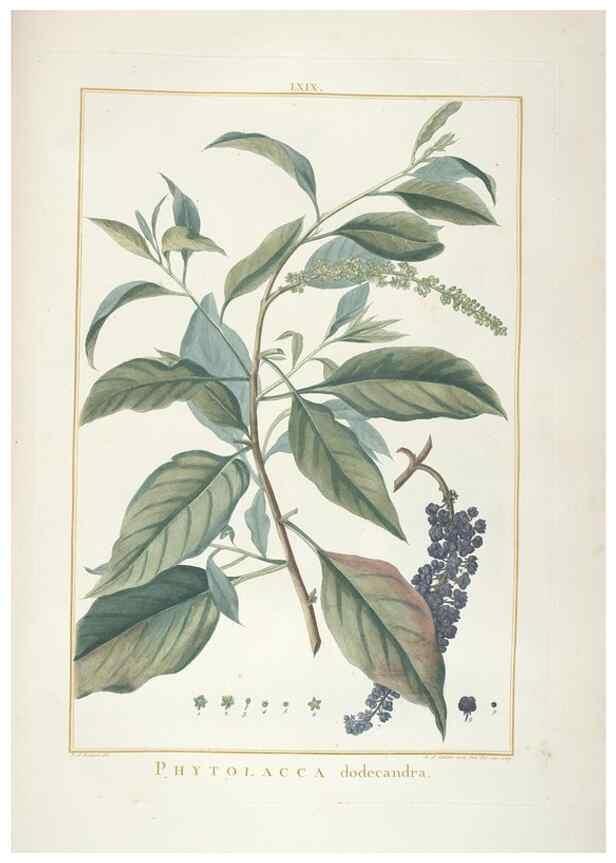 Reproducción/Reproduction 48826651701: Stirpes novae :. Parisiis :ex typographia Philippi-Dionysii Pierres,1784-85.. 
