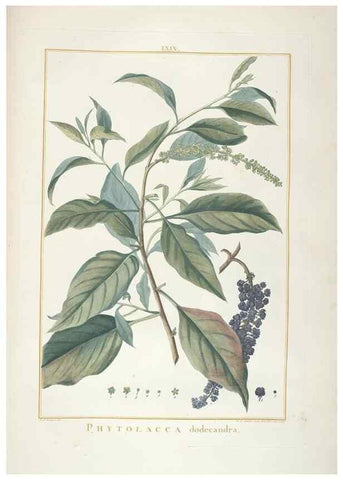 Reproducción/Reproduction 48826651701: Stirpes novae :. Parisiis :ex typographia Philippi-Dionysii Pierres,1784-85.. 
